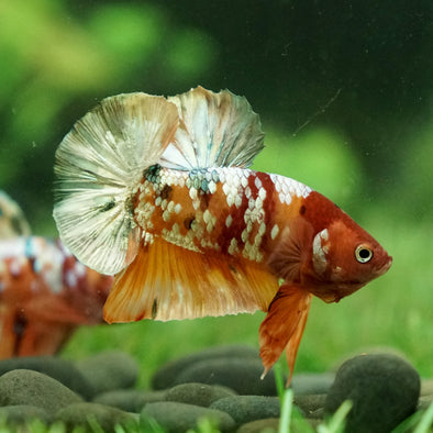 Copper/Gold Galaxy Koi Plakat - 14Weeks Old