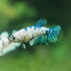 Blue/Green Dalmatian Plakat- Female