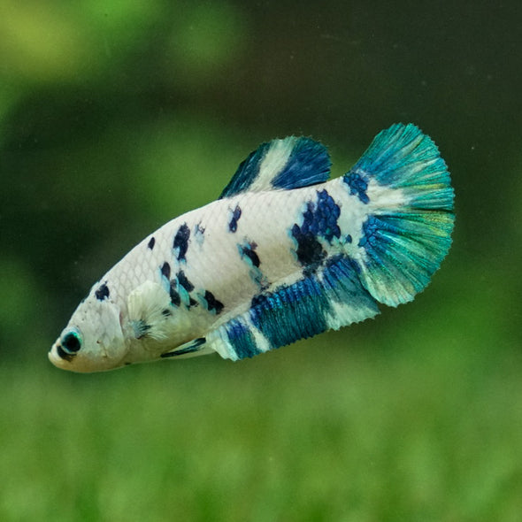 Blue/Green Dalmatian Plakat- Female