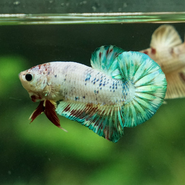 Multicolor/Galaxy Koi Plakat -11 weeks Old