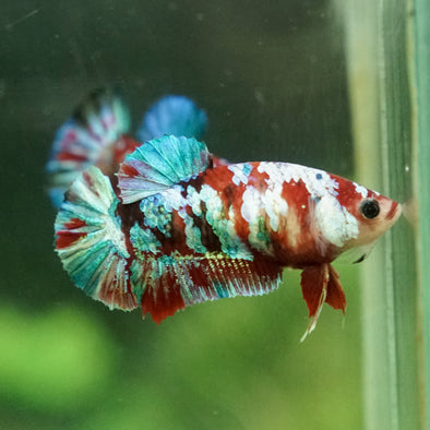 Multicolor/galaxy Koi Plakat- Female