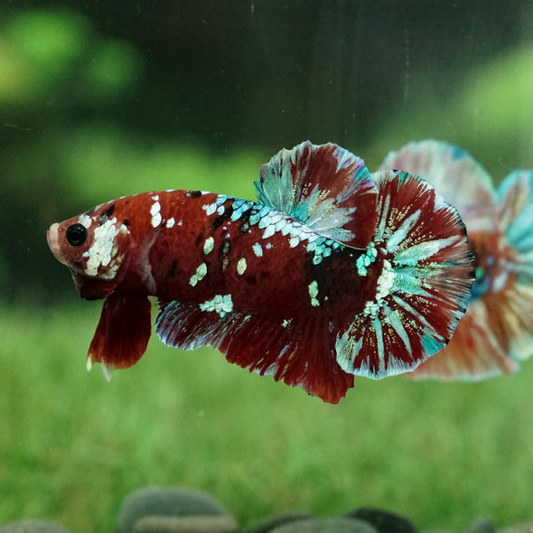 Multicolor/Galaxy Koi Plakat -15 weeks Old