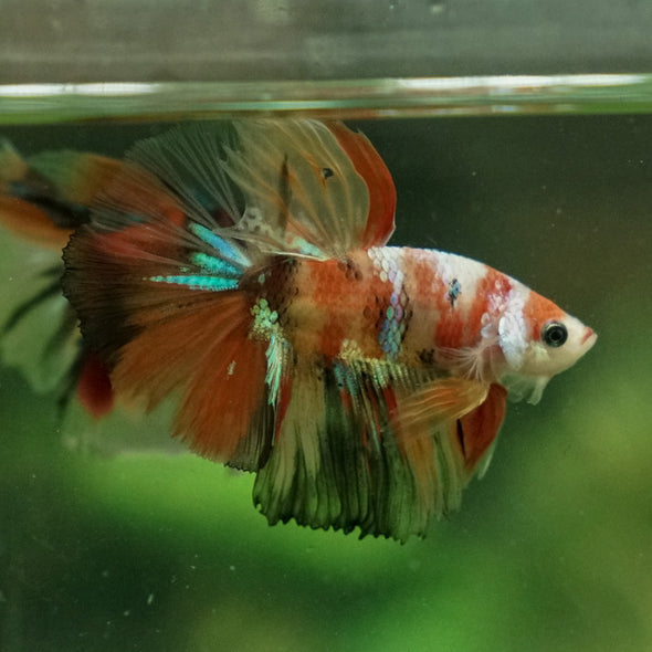 Galaxy Koi Halfmoon - 11 weeks old