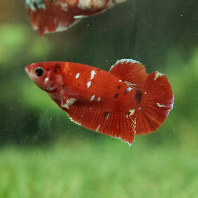 Multicolor/galaxy Koi Plakat- Female