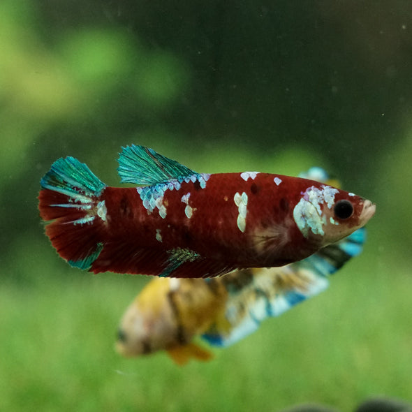 Multicolor/galaxy Koi Plakat- Female