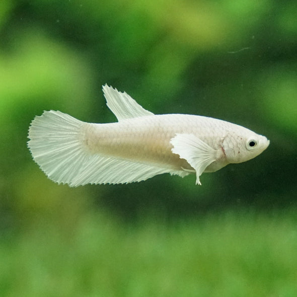 Dumbo Halfmoon- Female