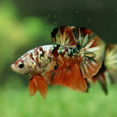 Copper/Gold Galaxy Koi Plakat - 11 Weeks Old