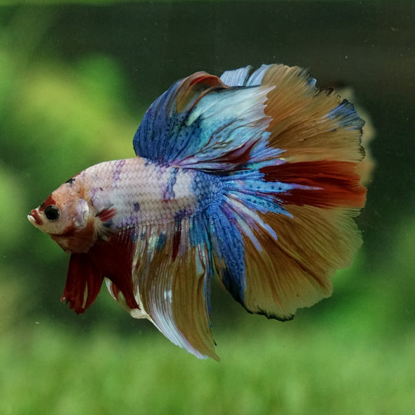 Galaxy Koi Halfmoon - 12 weeks old