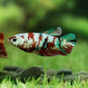 Multicolor/galaxy Koi Plakat- Female
