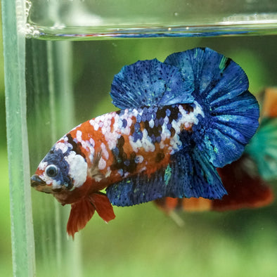 Multicolor/Galaxy Koi Plakat -15 weeks Old