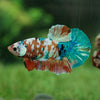 Multicolor/Galaxy Koi Plakat -15 weeks Old