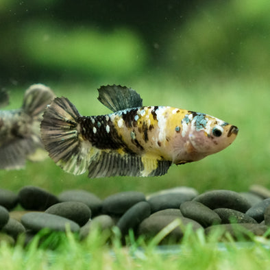 Galaxy Koi Plakat- Female