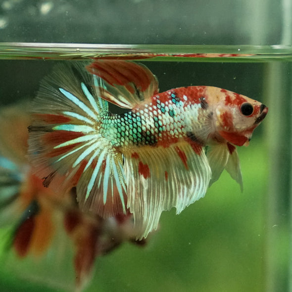 Galaxy Koi Halfmoon - 11 weeks old