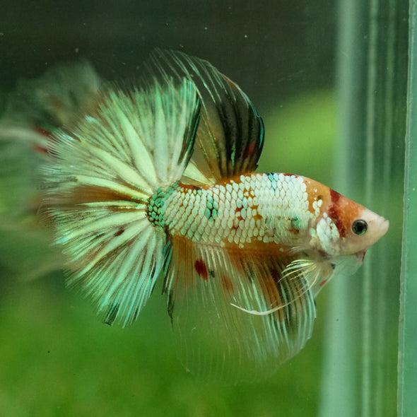 Galaxy Koi Halfmoon - 14 weeks old