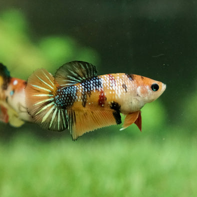 Multicolor/galaxy Koi Plakat- Female Breeder Grade