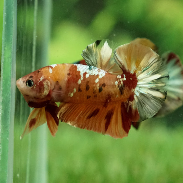 Copper/Gold Galaxy Koi Plakat - 13Weeks Old