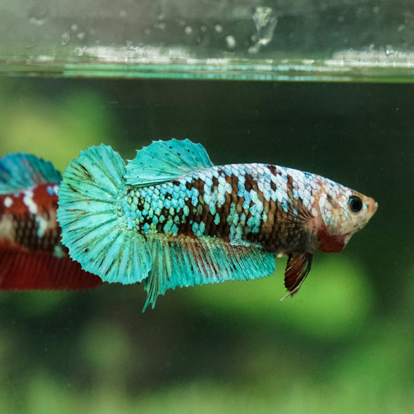 Multicolor/galaxy Koi Plakat- Female