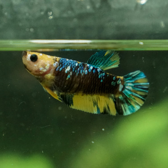 Multicolor/galaxy Koi Plakat- Female