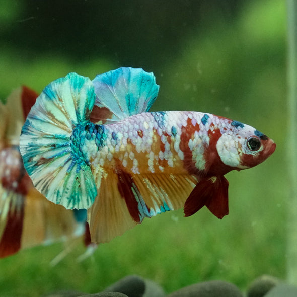 Multicolor/Galaxy Koi Plakat -15 weeks Old