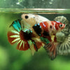 Multicolor/Galaxy Koi Plakat -11 weeks Old