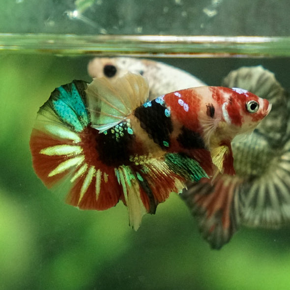 Multicolor/Galaxy Koi Plakat -11 weeks Old