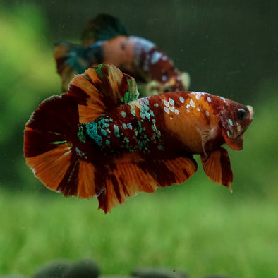 Giant Hybrid Multicolor/Galaxy Koi Plakat -15 weeks Old