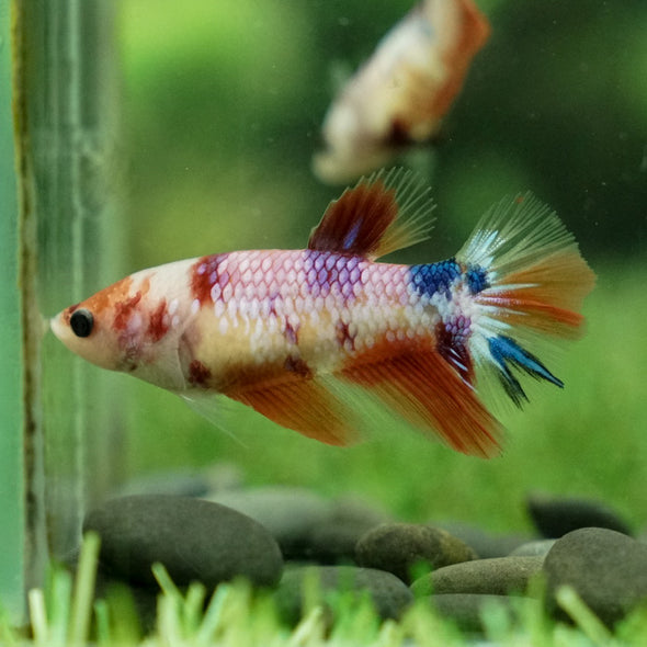 Koi Halfmoon - Female