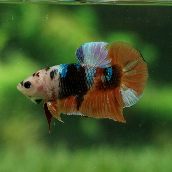 Multicolor/Galaxy Koi Plakat -11 weeks Old