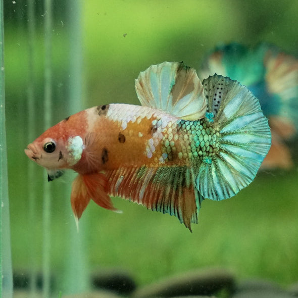 Multicolor/Galaxy Koi Plakat -11 weeks Old