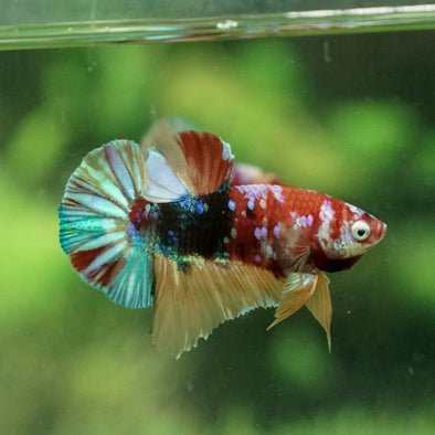 Multicolor/Galaxy Koi Plakat -11 weeks Old