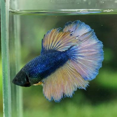 Mustard Gas  Halfmoon - Female