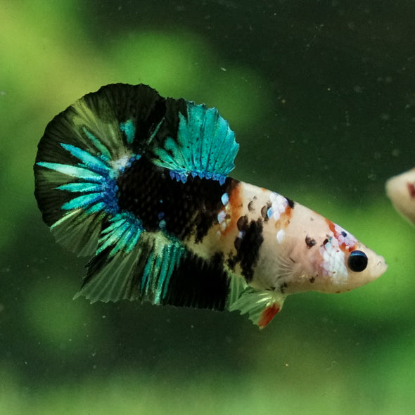 Multicolor/Galaxy Koi Plakat -11 weeks Old