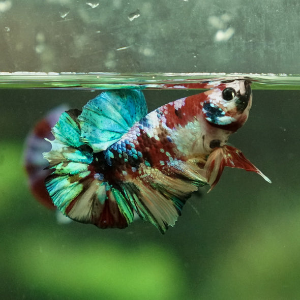 Multicolor/Galaxy Koi Plakat -14 weeks Old