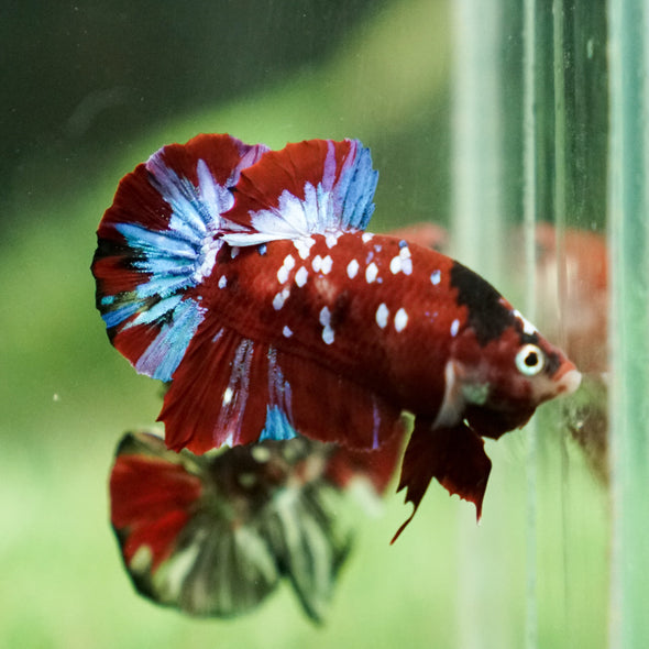 Multicolor/Galaxy Koi Plakat -15 weeks Old