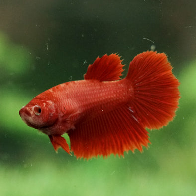 Super Red Halfmoon - Female