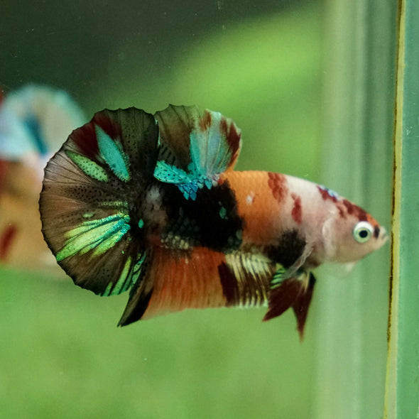 Multicolor/Galaxy Koi Plakat -11 weeks Old