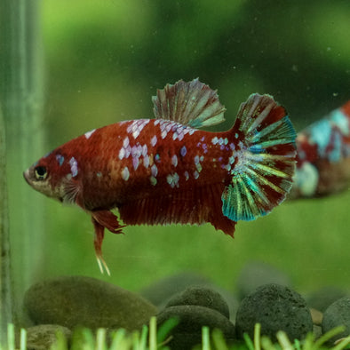 Multicolor/galaxy Koi Plakat- Female