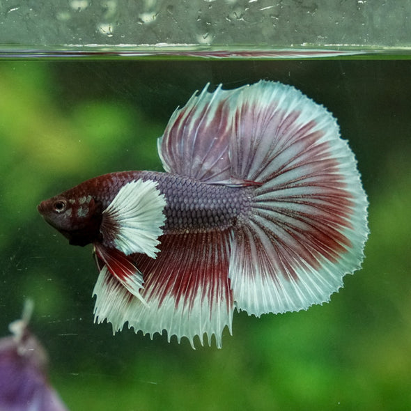 Dumbo Halfmoon - 12 weeks old