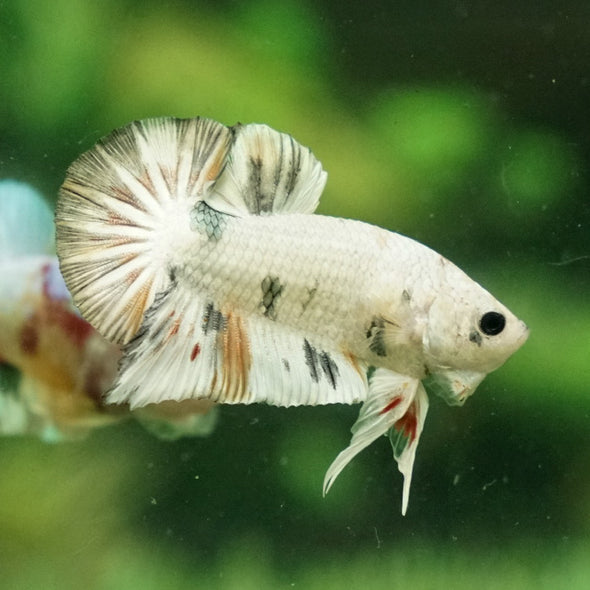 Multicolor/Galaxy Koi Plakat -11 weeks Old