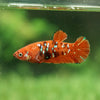 Multicolor/galaxy Koi Plakat- Female