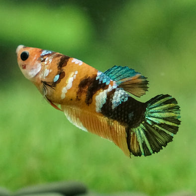Multicolor/galaxy Koi Plakat- Female