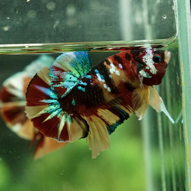 Multicolor/Galaxy Koi Plakat - 13Weeks Old