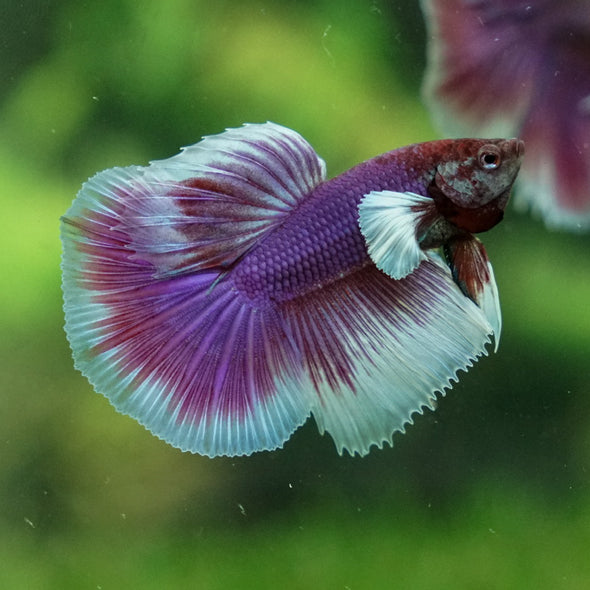 Dumbo Halfmoon - 12 weeks old