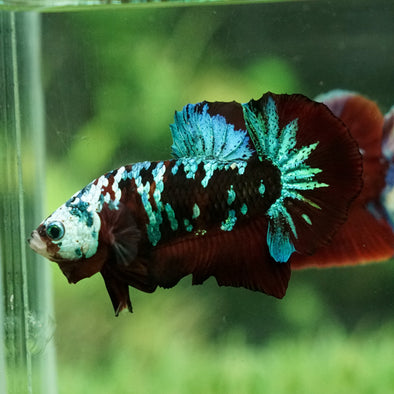 Multicolor/Galaxy Koi Plakat - 15 Weeks Old