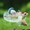 Candy Koi Dumbo Plakat- Female