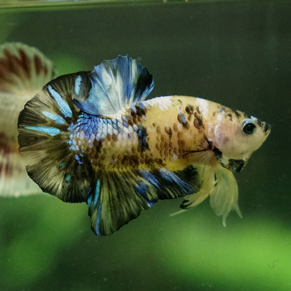 Multicolor/Galaxy Koi Plakat -12 weeks Old