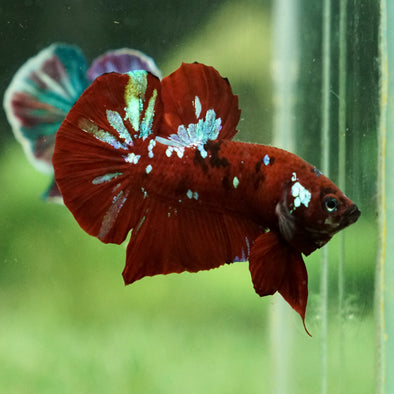 Multicolor/Galaxy Koi Plakat -15 weeks Old