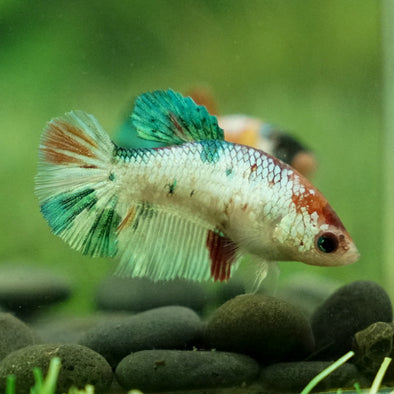 Koi Plakat Female - 12 weeks old