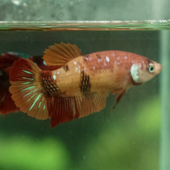 Multicolor/ Galaxy Koi Plakat- Female- 16 Weeks Old