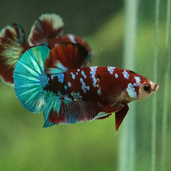 Multicolor/Galaxy Koi Plakat -13 weeks Old